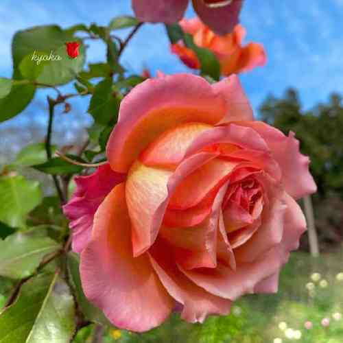  وقتی خوب بودم بودی وقتی بد بودم مودی بودی گرم بودم نفهمیدم سرد شدی